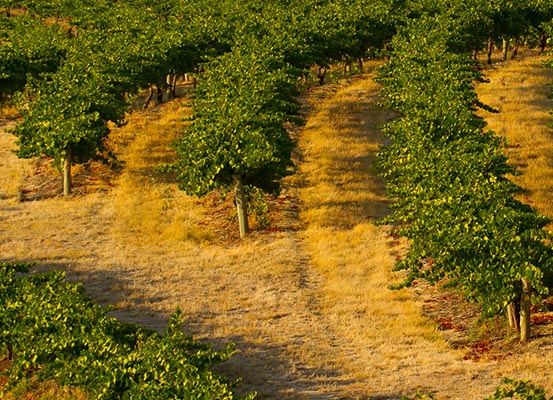 Eden Valley Vineyard