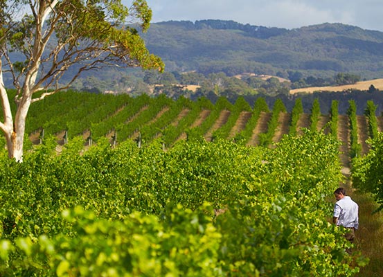 Man walking through large vineyard